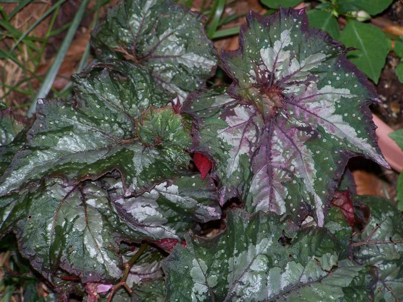 B. ‘Deco Twirl’